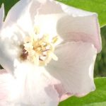 Blütenessenz QUITTE (Cydonia oblonga)