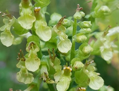 Blütenessenz SALBEIGAMANDER (Teucrium scorodonia)