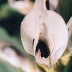 Blütenessenz SAUBOHNE (Vicia faba)