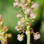 Blütenessenz SAUERAMPFER (Rumex acetosa)