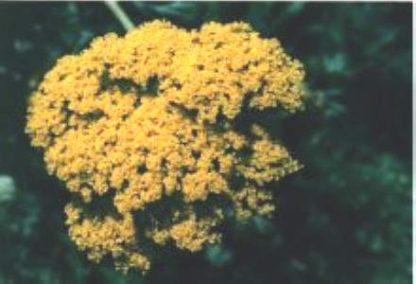 Blütenessenz GELBE SCHAFGARBE (Achillea filipendu)