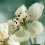 Blütenessenz SCHNEEBIRNE (Prunus nivalis)