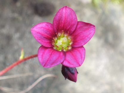 Blütenessenz ROTER STEINBRECH (Saxifragia oppositifolia)