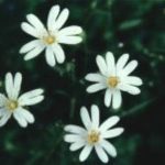 Blütenessenz STERNMIERE (Stellaria holostea)