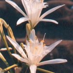 Blütenessenz STRANDLILIE (Pancratium maritinum)