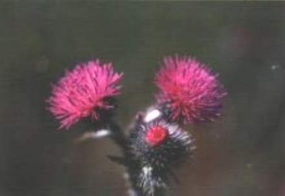 Blütenessenz SUMPFKRATZDISTEL (Cirsium palustre)