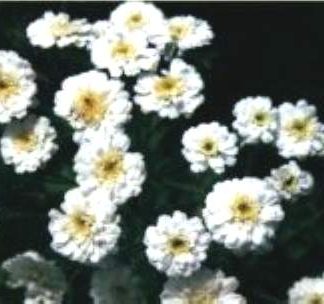 Blütenessenz SUMPFSCHAFGARBE (Achillea ptarmica)