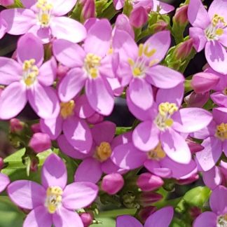 Blütenessenz TAUSENDGÜLDENKRAUT (Centaurium umbellatum)