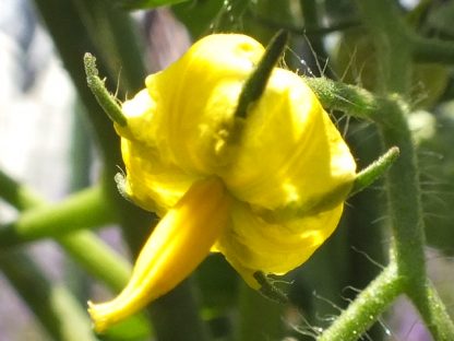 Blütenessenz TOMATE (Lycopersicon esculentum)