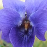 Blütenessenz VEILCHEN (Viola odorata)