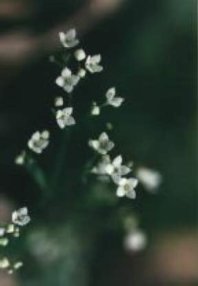 Blütenessenz WALDLABKRAUT (Galium sylvaticum)