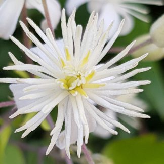 Blütenessenz WALDREBE (Clematis vitalba)