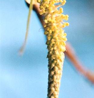 Blütenessenz WEIDE (Salix vitellina)
