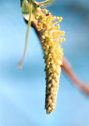 Blütenessenz WEIDE (Salix vitellina)