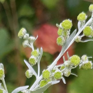 Blütenessenz WERMUT (Artemisia absinthium)