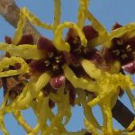 Blütenessenz ZAUBERNUSS (Hamamelis intermedia)