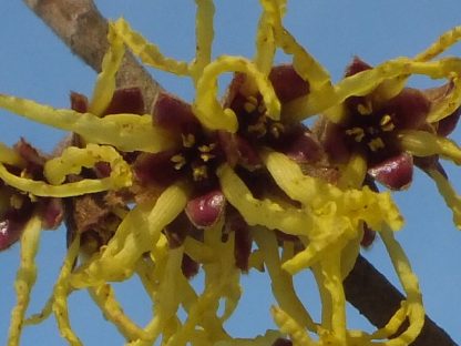 Blütenessenz ZAUBERNUSS (Hamamelis intermedia)