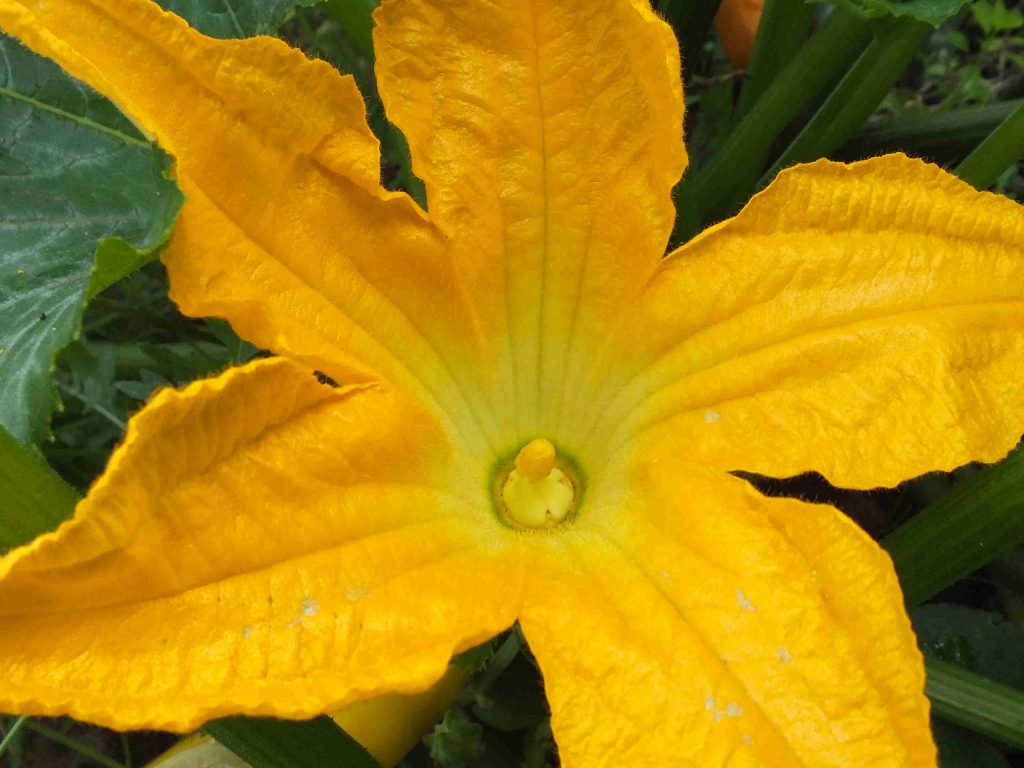 Zucchini-Samen 'Goldena' – Goldgelbe, Milde Sorte (ca. 10 Samen)