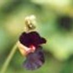 Blütenessenz BALIWICKE (Fabaceae)