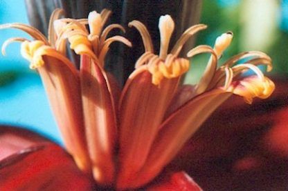 Bali-Blütenessenz BANANE (Musaceae paradisiac)