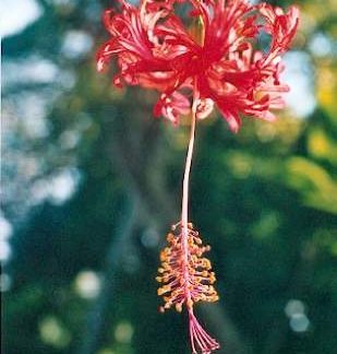 Bali-Blütenessenz FRANSENHIBISKUS (Hibiscus schizopetalus)