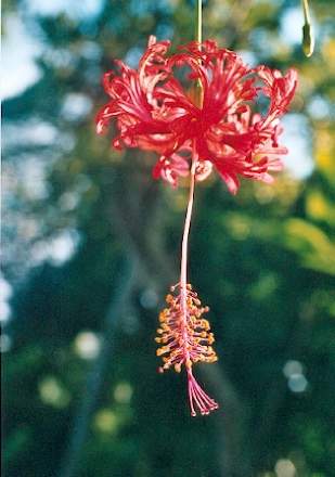Bali-Blütenessenz FRANSENHIBISKUS (Hibiscus schizopetalus)