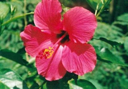 Bali-Blütenessenz ROSA HIBISKUS (Hibiscus rosa sinensis)
