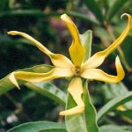 Blütenessenz ILANG ILANG (Cananga odorata)