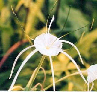 Bali-Blütenessenz ISMENE (Hymenocallis speciosa)