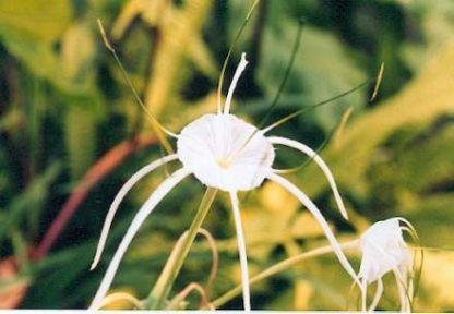 Bali-Blütenessenz ISMENE (Hymenocallis speciosa)