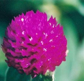 Blütenessenz JUWELENBLUME (Gomphrena globosa)