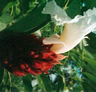 Bali-Blütenessenz KOSTWURZ (Costus speciosus)