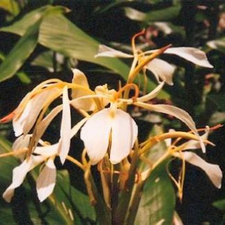 Bali-Blütenessenz LILIE VON KINTAMANIE (Hedydrium coronarium)