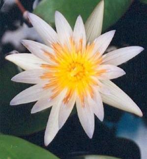 Bali-Blütenessenz BLAUER LOTUS (Nymphaea)