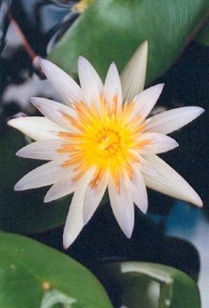 Bali-Blütenessenz BLAUER LOTUS (Nymphaea)