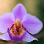 Blütenessenz MALAIENBLUME (Orchidee Phalaenopsis schilleriana)