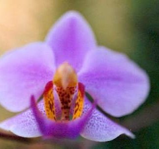 Bali-Blütenessenz MALAIENBLUME (Orchidee Phalaenopsis schilleriana)