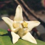 Blütenessenz WEISSE MANORI (Calotropis gigantea)