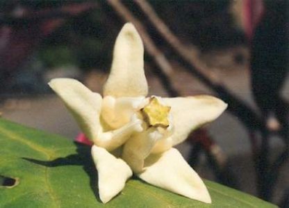 Bali-Blütenessenz WEISSE MANORI (Calotropis gigantea)