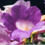 Blütenessenz MANOSA (Manosa hymenaea)