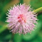 Blütenessenz MIMOSE (Mimosa pudica)