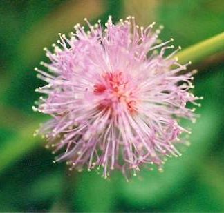 Bali-Blütenessenz MIMOSE (Mimosa pudica)