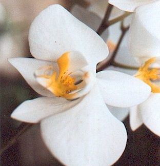 Bali-Blütenessenz MONDORCHIDEE (Phalaenopsis amabilis hybride)