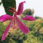 Blütenessenz ORCHIDEENBAUM (Bauhinia purpurca)