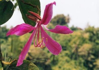 Bali-Blütenessenz ORCHIDEENBAUM (Bauhinia purpurca)