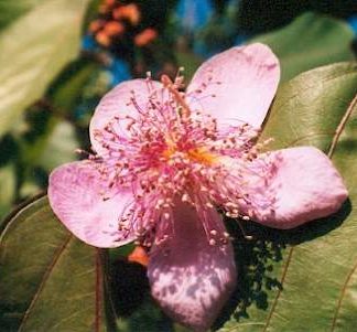 Bali-Blütenessenz ORLEANSBAUM (Brixa orellana)