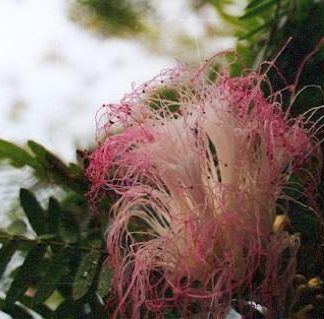 Bali-Blütenessenz PUDERQUASTENBLUME (Calliandra surinanemsis)
