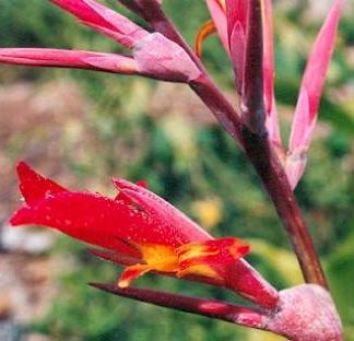 Bali-Blütenessenz ROSENKRANZBLUME (Canna orientalis)