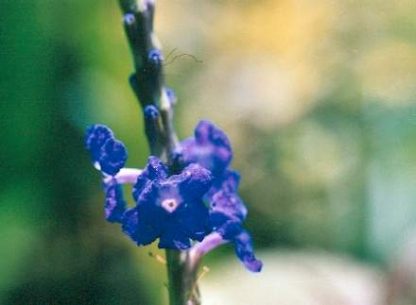 Blütenessenz SCHLANGENKRAUT (Stachytorpheta jamaicenais)