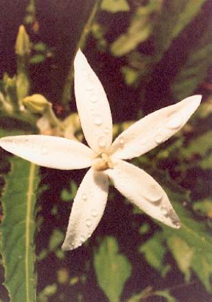 Blütenessenz STERN VON BALI (Hippobroma longiflora)